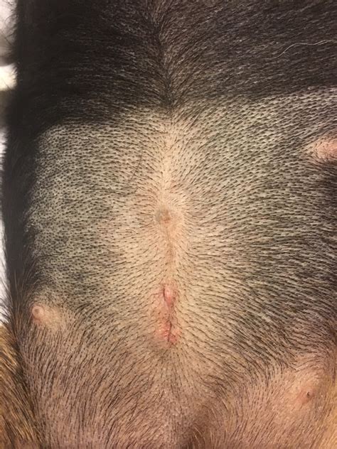 Lump At Incision Site After Spay Dog